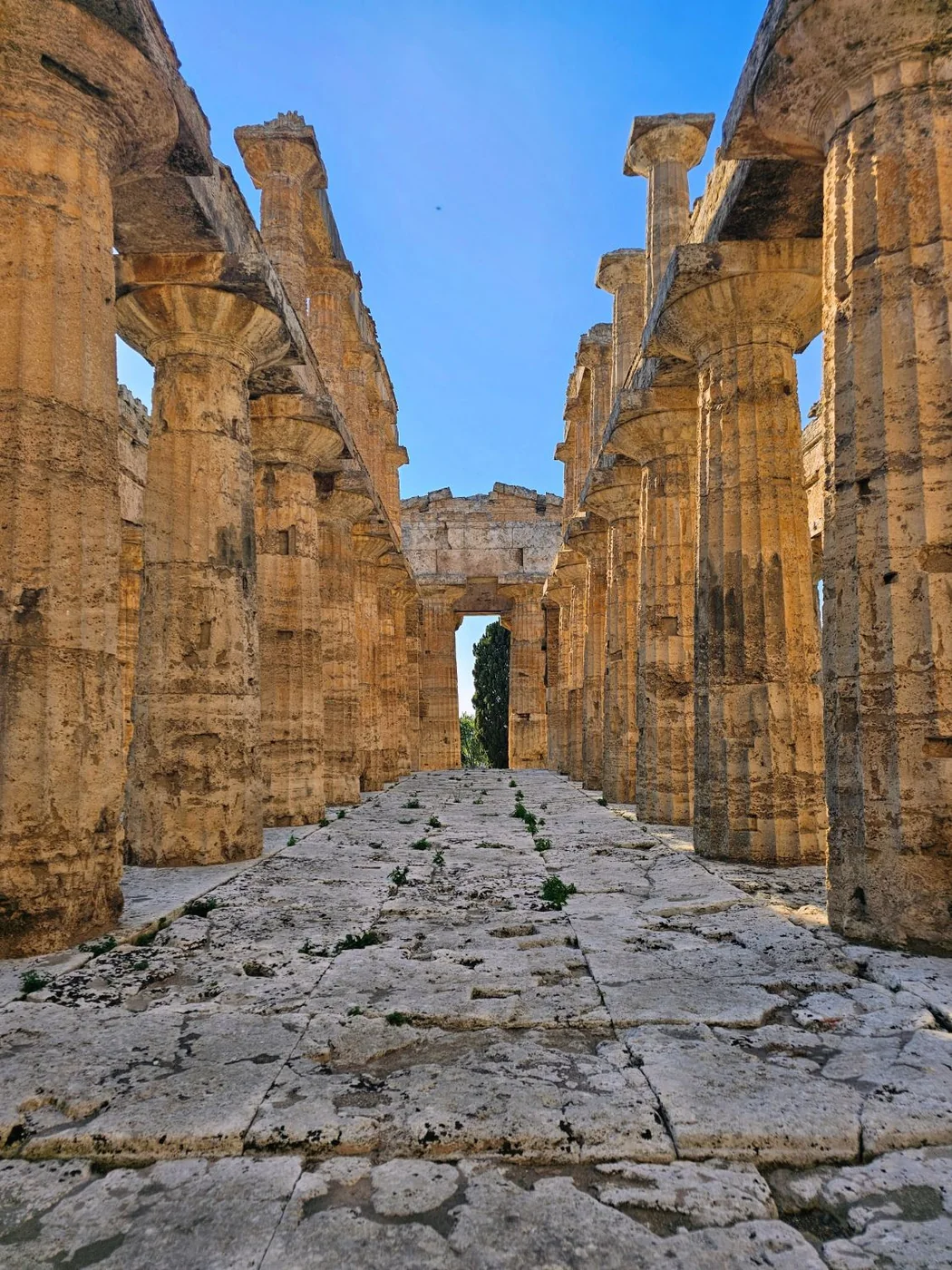 Il corridoio fra le colonne doriche del tempio di Nettuno a Paestum, con il pavimento di pietra e un cipresso in fondo.