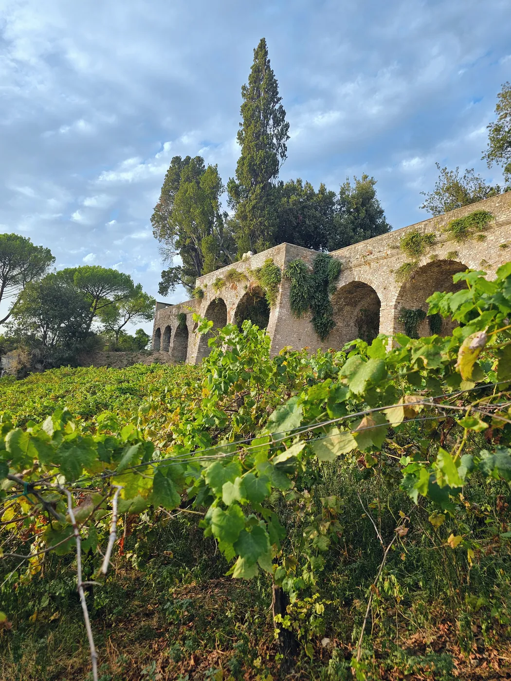 Antiche arcate di pietra tra le viti e i pini nell'ex vigna di Villa d'Este, a Tivoli